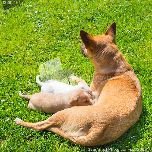 Image of Mixed-breed cute little dog family.