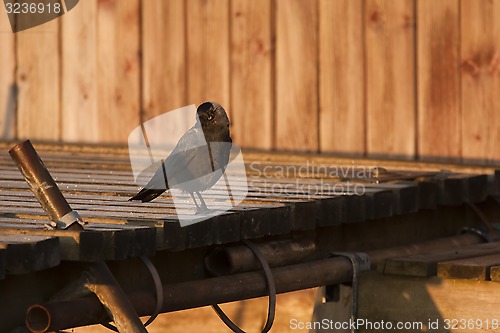 Image of jackdaw