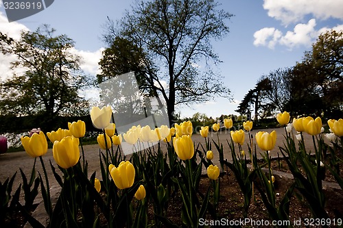 Image of yellow tulips