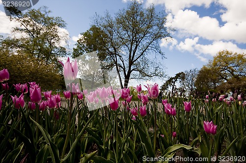 Image of pink tulips