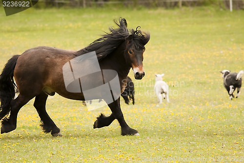 Image of trotting horse