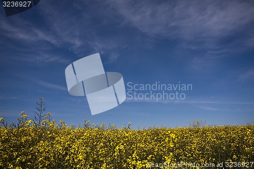 Image of rape seed field