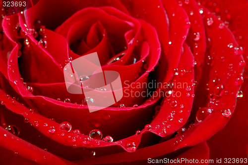 Image of Red rose