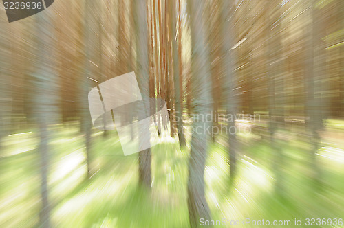 Image of Trees zoom-in. Movement concept