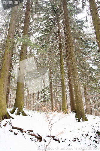Image of Romantic show forest