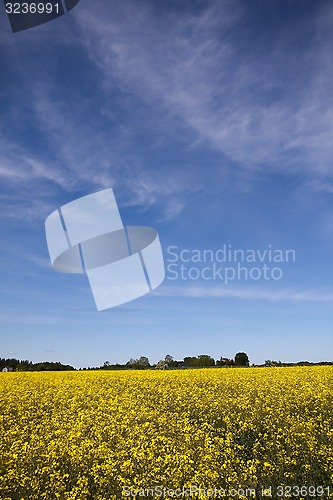 Image of rape field