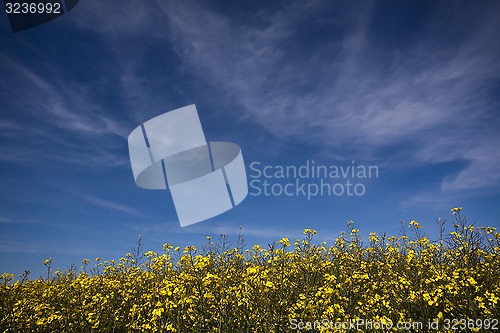 Image of canola field