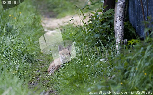 Image of fox cub