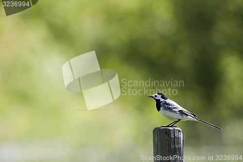 Image of white wagtail