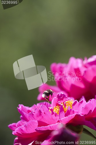 Image of bumble bee on peaony