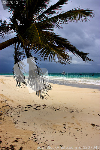 Image of beach seaweed and coastline in playa paradiso mexico