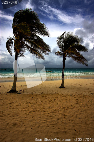 Image of beach seaweed and coastline in playa paradiso