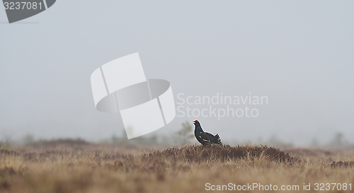 Image of Black grouse shouting in the misty bog