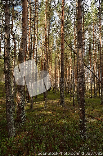 Image of Forest, pine trees