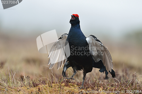 Image of Black grouse calling in misty bog