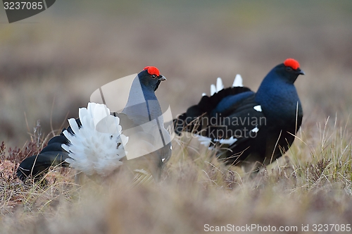 Image of Black grouse