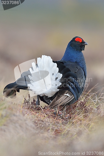 Image of Black grouse showing tail feathers