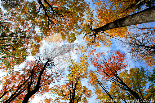 Image of Treetops