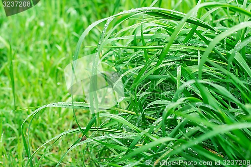 Image of background summer grass Selective focus