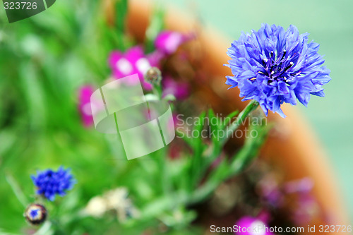 Image of Flower