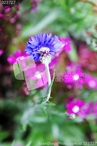 Image of Flower