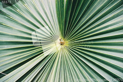 Image of Palm leaves