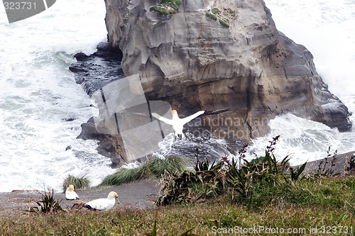 Image of Gannets