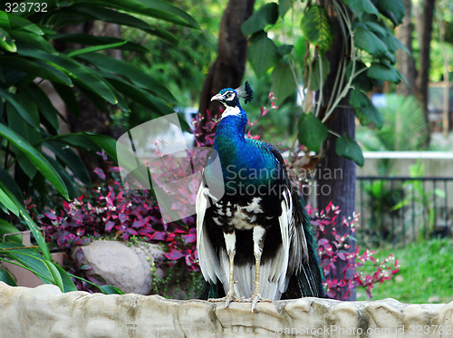 Image of Peacock