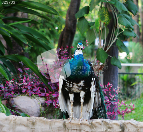 Image of Peacock