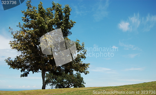 Image of Tree behind the hill