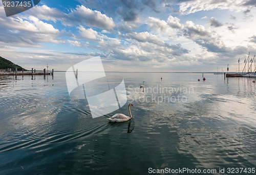 Image of White swan on the water 