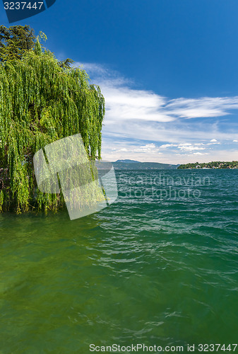 Image of The green tree on a lake Garda with mountains as background