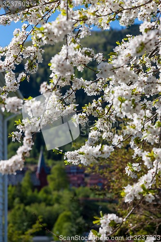 Image of Cherry blossoms against  on a background of green mountains 