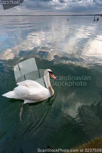 Image of White swan on the water 