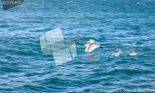 Image of white swan flying 