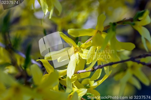 Image of Branches of spring flowers 