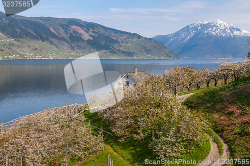 Image of Landscape with mountains.  village in Norwegian fjords