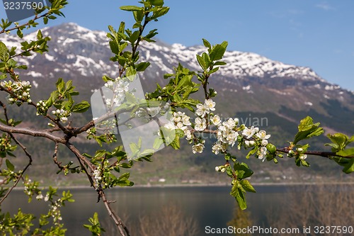 Image of Landscape with mountains. village in Norwegian fjords