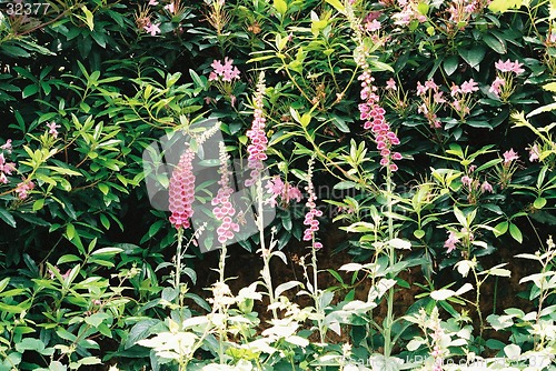 Image of Fox Gloves