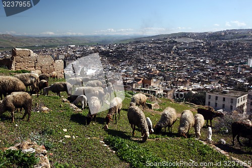 Image of AFRICA MOROCCO FES