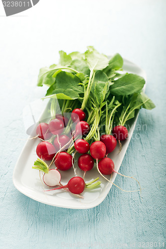 Image of Radish