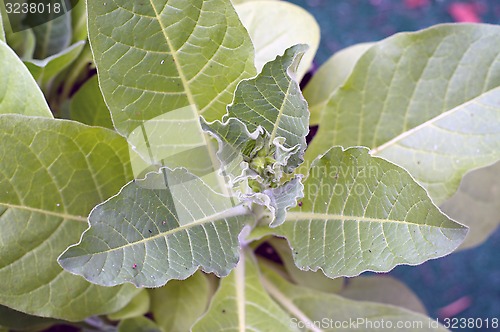 Image of close up of flower bud on tobacco plant