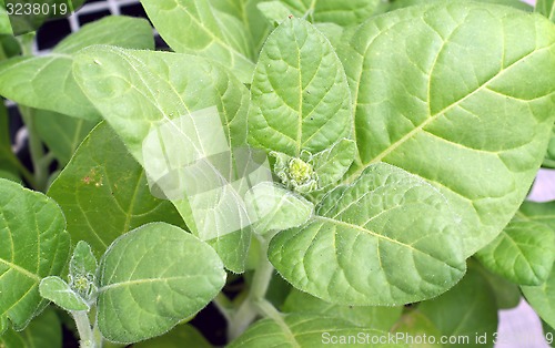 Image of close up of flower buds on tobacco plant