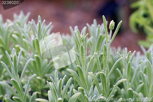 Image of small flower buds lavender