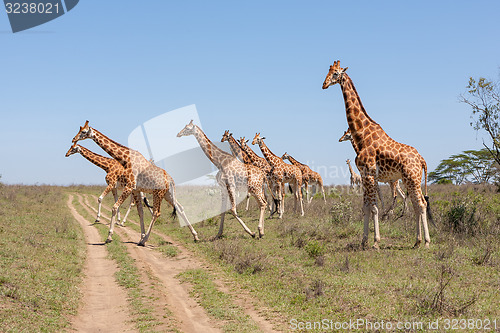 Image of Giraffes herd in savannah