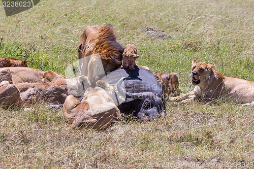 Image of Lions Feeding