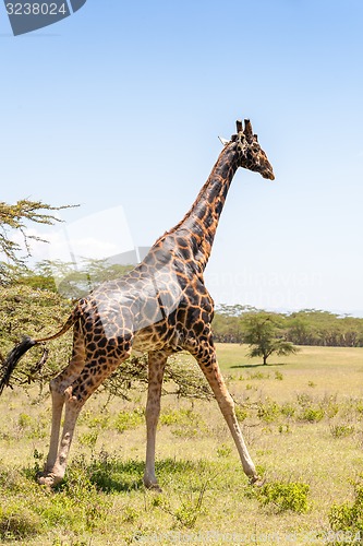 Image of giraffe on a background of grass