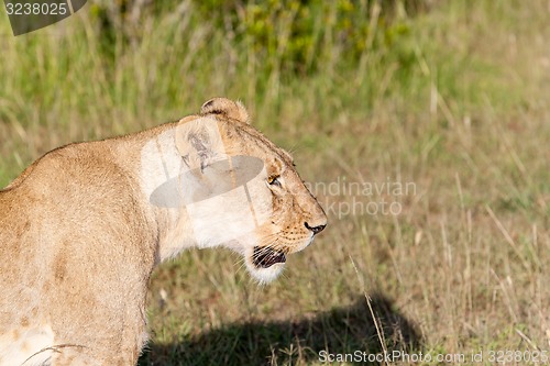 Image of Young lioness on savanna grass background