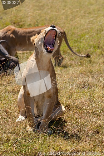 Image of Lioness yawns during light rainstorm Africa