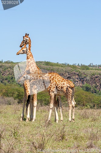 Image of three giraffes herd in savannah